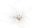 home_04_flower_01 https://seymadphotographie.com/wp-content/uploads/2020/12/home_04_flower_01.png